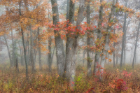 Shaw Nature Reserve 2474, 11/02/2025