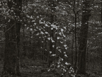 Babler State Park 0022, 04/19/2019