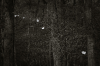 Babler State Park 0052, 04/22/2019