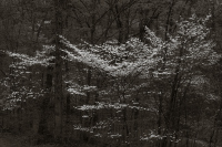 Tishomoak 2226, 04/20/2023