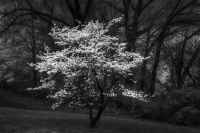 ForestPark 04/11/2024