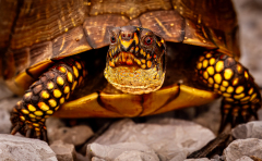 McAmishMark-2026-03-Box-Turtle McAmishMark-2026-03-Box-Turtle