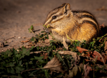 McAmishMark-2026-03-Chipmunk McAmishMark-2026-03-Chipmunk
