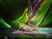 MontgomeryWL-03-14-2026-Grasshopper MontgomeryWL-03-14-2026-Grasshopper