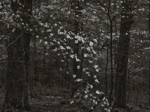 Babler State Park 0022, 04/19/2019 Babler State Park 0022, 04/19/2019