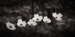 Babler State park 0003, 04/22/2019 Babler State park 0003, 04/22/2019