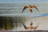 AhnerAllen-2026-09-Osprey-bringing-in-nesting-material