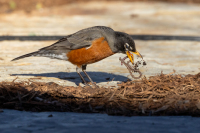 AhnerAllen-2026-09-Robin-got-the-worm