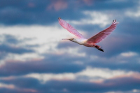 AhnerAllen-2026-09-Rosetta-Spoonbill-in-flight
