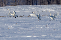 AhnerAllen-2026-09-TrumpeterSwans-at-Riverlands