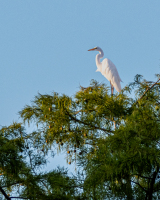 LewisArt-2026-BushWildlife1