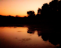 LewisArt-2026-BushWildlife3