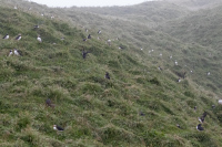 PhillipsNancy-2026-09-Puffins-1
