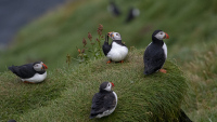 PhillipsNancy-2026-09-Puffins-2
