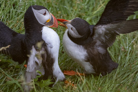 PhillipsNancy-2026-09-Puffins-3