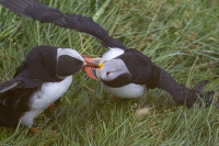 PhillipsNancy-2026-09-Puffins-4
