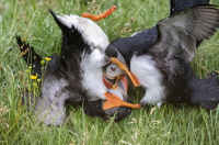 PhillipsNancy-2026-09-Puffins-5