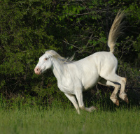Shawnee Creek Herd at Two-RIvers Fields
