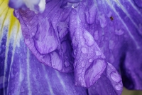 HirschJeff-2025-06-03-Purple