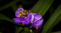 McAmishMark-2025-06-Bee
