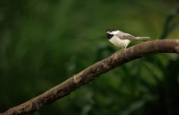 McAmishMark-2025-06-Black-Capped-Chickadee