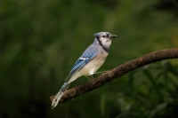 McAmishMark-2025-06-Blue-Jay