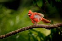 McAmishMark-2025-06-Cardinal