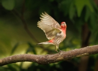 McAmishMark-2025-06-House-Finch
