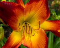 RhodesJim-2025-06-Daylilly-1-1