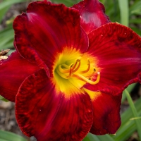 RhodesJim-2025-06-Daylilly-2-1