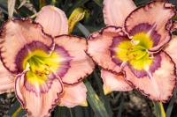 RhodesJim-2025-06-Daylilly-3-1