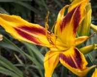 RhodesJim-2025-06-Daylilly-4-1