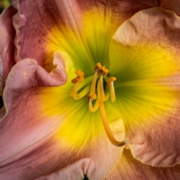 RhodesJim-2025-06-Daylilly-5-1