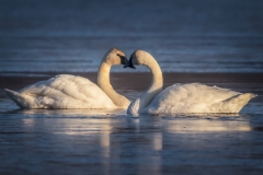 Ahner-Allen-2019-12-Trumpeter-Swans-in-Love-5
