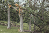 Forest Park 5316, 05/25/2025