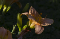 1-Shackelford-Tim_06-20-26_Day-Lilly