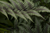 2-Shackelford-Tim_5-23-26_Fern