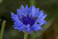 3-Shackelford-Tim_5-21-26_ConeFlower