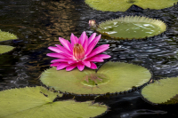 4-Shackelford-Tim_07-18-26_WaterLilly