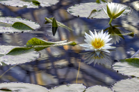5-Shackelford-Tim_7-10-25_WaterLilly