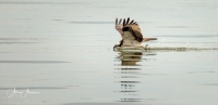 AhnerAllen-2023-08-Osprey-Skimming