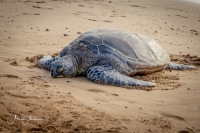 AhnerAllen-2023-08-Sea-Turtle-Kaulua