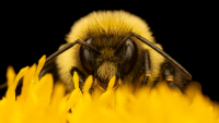 AlexanderCraig-2026-08-Bumblebee1