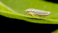 AlexanderCraig-2026-08-Leafhopper2