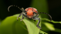 AlexanderCraig-2026-08-MilkweedBeetle4