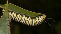AlexanderCraig-2026-08-Monarch5
