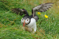 HirschJeff-2026-08-1-PuffinReplacement