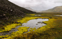 HirschJeff-2026-08-2-HighlandsMoss