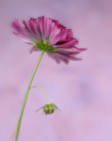TeefeySherry-2026-01-cosmos-