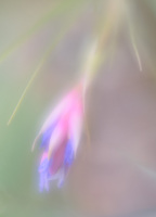 Edited 6-26. LR denoise. Last edit LR. PRINT